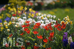 22.04.2019,  Bad Wrishofen Blumen im Frhling. Blumenmeer an Ostern, in der Kneippstadt Bad Wrishofen stehen die Tulpen-Beete in der Innenstadt in herrlicher Blte. 