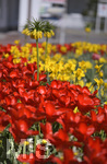 22.04.2019,  Bad Wrishofen Blumen im Frhling. Blumenmeer an Ostern, in der Kneippstadt Bad Wrishofen stehen die Tulpen-Beete in der Innenstadt in herrlicher Blte. 