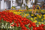 22.04.2019,  Bad Wrishofen Blumenpracht im Frhling. Ostern in der Kneippstadt Bad Wrishofen. Tulpenbeet blht herrlich.