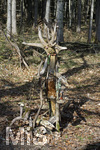 31.03.2020,  Bad Wrishofen, Waldspaziergang, Kuriose Wurzel-Figur mitten im Wald.