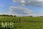 22.06.2020 Landwirtschaftliches Feld bei Mnchen Hallbergmoos, Kartoffelpflanzen stehen bereits in voller Blte.