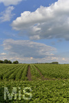 22.06.2020 Landwirtschaftliches Feld bei Mnchen Hallbergmoos, Kartoffelpflanzen stehen bereits in voller Blte.