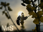 17.05.2022, Bad Wrishofen, blhender Raps (Brassiceae) auf einem Feld bei Dorschhausen im Unterallgu.  Eine Biene auf der Blte im gegenlicht