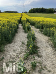 17.05.2022, Bad Wrishofen, blhender Raps (Brassiceae) auf einem Feld bei Dorschhausen im Unterallgu.  Der Boden ist sehr trocken.