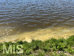 18.05.2022, Bad Wrishofen, Massig auftretende Bltenpollen im Wasser am Ufer des Wertach-Stausses Irsinger See.