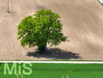 20.05.2022,  Bad Wrishofen, Luftbild, Trockene Felder bei Irsingen,  EIn Baum steht mitten auf dem Feld   