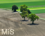 20.05.2022,  Bad Wrishofen, Luftbild, Trockene Felder bei Irsingen,  EIn Baum steht mitten auf dem Feld   