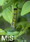 02.06.2023, Die Raupe eines Buchsbaumznsler (Cydalima perspectalis) frisst sich durch die Bltter einer Buchsbaumpflanze (Buxus sempervirens) in Bad Wrishofen im Unterallgu.