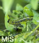 02.06.2023, Die Raupe eines Buchsbaumznsler (Cydalima perspectalis) frisst sich durch die Bltter einer Buchsbaumpflanze (Buxus sempervirens) in Bad Wrishofen im Unterallgu.