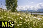 04.05.2023, Hopfensee in Bayern, Der Hopfensee bei Fssen im Allgu,  Margeriten-Wiese am Ufer des herrlichen allguer See. 