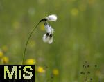 04.05.2023, Hopfensee in Bayern, Der Hopfensee bei Fssen im Allgu,  Wollgras (Eriophorum) in einem Sumpfgebiet am Ufer des Sees.