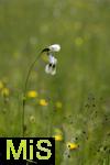 04.05.2023, Hopfensee in Bayern, Der Hopfensee bei Fssen im Allgu,  Wollgras (Eriophorum) in einem Sumpfgebiet am Ufer des Sees.