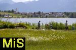 04.05.2023, Hopfensee in Bayern, Der Hopfensee bei Fssen im Allgu,  Margeriten-Wiese beim Minigolf-Platz am Ufer des herrlichen allguer Sees. 