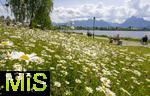 04.05.2023, Hopfensee in Bayern, Der Hopfensee bei Fssen im Allgu,  Margeriten-Wiese am Ufer des herrlichen allguer See. 