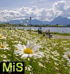 04.05.2023, Hopfensee in Bayern, Der Hopfensee bei Fssen im Allgu,  Margeriten-Wiese am Ufer des herrlichen allguer See. 