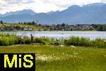 04.05.2023, Hopfensee in Bayern, Der Hopfensee bei Fssen im Allgu,  Margeriten-Wiese beim Minigolf-Platz am Ufer des herrlichen allguer Sees. 