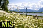 04.05.2023, Hopfensee in Bayern, Der Hopfensee bei Fssen im Allgu,  Margeriten-Wiese am Ufer des herrlichen allguer See. 