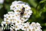 04.05.2023, Hopfensee in Bayern, Der Hopfensee bei Fssen im Allgu, Weie Polster-Spiere
(Spiraea decumbens) mit einer Schwebfliege (Gebirgs-Keilfleckschwebfliege (Eristalis jugorum) .