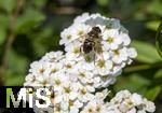 04.05.2023, Hopfensee in Bayern, Der Hopfensee bei Fssen im Allgu, Weie Polster-Spiere
(Spiraea decumbens) mit einer Schwebfliege (Gebirgs-Keilfleckschwebfliege (Eristalis jugorum) .