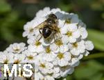 04.05.2023, Hopfensee in Bayern, Der Hopfensee bei Fssen im Allgu, Weie Polster-Spiere
(Spiraea decumbens) mit einer Schwebfliege (Gebirgs-Keilfleckschwebfliege (Eristalis jugorum) .