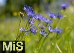 04.05.2023, Hopfensee in Bayern, Der Hopfensee bei Fssen im Allgu, In einer Wiese blht die halbkugelige Teufelskralle (Phyteuma hemisphaericum)