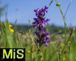 04.05.2023, Hopfensee in Bayern, Der Hopfensee bei Fssen im Allgu, In einer Wiese blht das Breitblttrige Knabenkraut (Dactylorhiza majalis) in einer feuchtwiese.