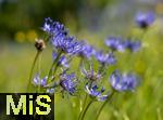 04.05.2023, Hopfensee in Bayern, Der Hopfensee bei Fssen im Allgu, In einer Wiese blht die halbkugelige Teufelskralle (Phyteuma hemisphaericum)