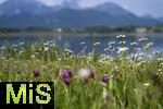 04.05.2023, Hopfensee in Bayern, Der Hopfensee bei Fssen im Allgu,  Margeriten-Wiese am Ufer des herrlichen allguer See.  