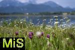 04.05.2023, Hopfensee in Bayern, Der Hopfensee bei Fssen im Allgu,  Margeriten-Wiese am Ufer des herrlichen allguer See.  