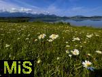 04.05.2023, Hopfensee in Bayern, Der Hopfensee bei Fssen im Allgu,  Margeriten-Wiese am Ufer des herrlichen allguer See. 