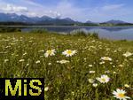 04.05.2023, Hopfensee in Bayern, Der Hopfensee bei Fssen im Allgu,  Margeriten-Wiese am Ufer des herrlichen allguer See. 