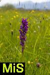 04.05.2023, Hopfensee in Bayern, Der Hopfensee bei Fssen im Allgu, In einer Wiese blht das Breitblttrige Knabenkraut (Dactylorhiza majalis) in einer feuchtwiese.