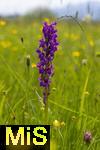 04.05.2023, Hopfensee in Bayern, Der Hopfensee bei Fssen im Allgu, In einer Wiese blht das Breitblttrige Knabenkraut (Dactylorhiza majalis) in einer feuchtwiese.