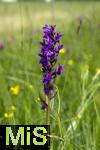 04.05.2023, Hopfensee in Bayern, Der Hopfensee bei Fssen im Allgu, In einer Wiese blht das Breitblttrige Knabenkraut (Dactylorhiza majalis) in einer feuchtwiese.