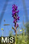 04.05.2023, Hopfensee in Bayern, Der Hopfensee bei Fssen im Allgu, In einer Wiese blht das Breitblttrige Knabenkraut (Dactylorhiza majalis) in einer feuchtwiese.