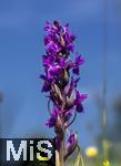 04.05.2023, Hopfensee in Bayern, Der Hopfensee bei Fssen im Allgu, In einer Wiese blht das Breitblttrige Knabenkraut (Dactylorhiza majalis) in einer feuchtwiese.