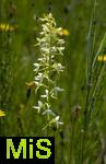 04.05.2023, Hopfensee in Bayern, Der Hopfensee bei Fssen im Allgu, In einer Wiese blht das Zweiblttrige Waldhyazinthe (Platanthera bifolia) in einer feuchtwiese.