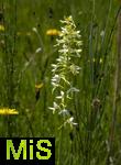 04.05.2023, Hopfensee in Bayern, Der Hopfensee bei Fssen im Allgu, In einer Wiese blht das Zweiblttrige Waldhyazinthe (Platanthera bifolia) in einer feuchtwiese.