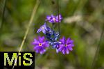 04.05.2023, Hopfensee in Bayern, Der Hopfensee bei Fssen im Allgu, Mehlprimel (Primula farinosa) in einem Sumpfgebiet am Ufer des Sees. 