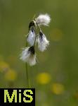 04.05.2023, Hopfensee in Bayern, Der Hopfensee bei Fssen im Allgu,  Wollgras (Eriophorum) in einem Sumpfgebiet am Ufer des Sees. 