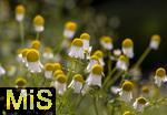 08.06.2023, Blumenpracht im Juni im Kurpark in Bad Wrishofen.  Echte Kamille (Matricaria chamomilla)