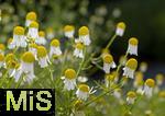 08.06.2023, Blumenpracht im Juni im Kurpark in Bad Wrishofen.  Echte Kamille (Matricaria chamomilla) 