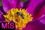 08.06.2023, Blumenpracht im Juni im Kurpark in Bad Wrishofen.  Honigbiene sammelt Nektar auf einer Blume.