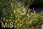 08.06.2023, Blumenpracht im Juni im Kurpark in Bad Wrishofen.  Echte Kamille (Matricaria chamomilla) 