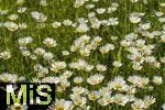 08.06.2023, Blumenpracht im Juni im Kurpark in Bad Wrishofen.  Margeritenfeld (Leucanthemum)
