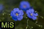 08.06.2023, Blumenpracht im Juni im Kurpark in Bad Wrishofen.  Flachs (Linum usitatissimum), Gemeiner Lein, auch Saat-Lein, Haarlinse und Flachs genannt, ist eine alte Kulturpflanze, die zur Faser- und zur lgewinnung angebaut wird.