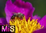 08.06.2023, Blumenpracht im Juni im Kurpark in Bad Wrishofen.  Honigbiene sammelt Nektar auf einer Blume.