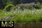 08.06.2023, Blumenpracht im Juni im Kurpark in Bad Wrishofen.  Traubige Graslilie (Anthericum liliago)