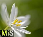 08.06.2023, Blumenpracht im Juni im Kurpark in Bad Wrishofen.  Traubige Graslilie (Anthericum liliago)