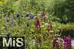 08.06.2023, Blumenpracht im Juni im Kurpark in Bad Wrishofen.   Lupinus polyphyllus 'Mein Schlo' 
Lupine und Akelei.